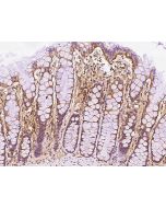 Anti-ERMAP Antibody, Rabbit Polyclonal sinobiological 202575-T08