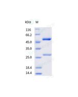 Anti-CGRP (Research Grade Erenumab Biosimilar) sinobiological 68295-H001A