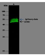 Anti-kynureninase/KYNU Antibody, Rabbit Polyclonal sinobiological 50310-T52