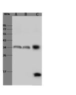 Anti-HLA-DR Antibody, Rabbit Polyclonal sinobiological 105342-T40