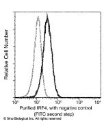Anti-IRF4 Antibody, Mouse Monoclonal sinobiological 100260-MM01