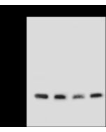 Anti-CDC42 Antibody, Rabbit Polyclonal sinobiological 109866-T36