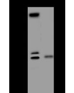 Anti-C9orf40 Antibody, Rabbit Polyclonal sinobiological 204934-T46