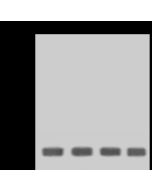 Anti-EIF5A2 Antibody, Rabbit Polyclonal sinobiological 14927-T48