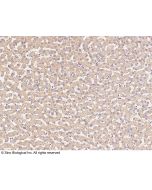 Anti-IL-1 beta Antibody, Rabbit Polyclonal sinobiological 90010-T24