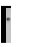Dengue virus (DENV) (type 2, strain New Guinea C/PUO-218 hybrid) E / Envelope Protein Antibody, Rabbit PAb, Antigen Affinity Purified sinobiological 40471-T62