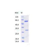 Anti-CD22 (Research Grade Inotuzumab Biosimilar) sinobiological 68284-H001A