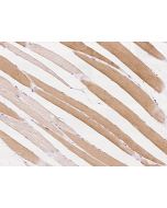 Anti-FASTKD3 Antibody, Rabbit Polyclonal sinobiological 202549-T08