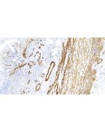 Anti-Human SMA/Smooth muscle actin Antibody, Mouse MAb sinobiological IHC068