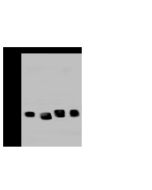 Anti-DDX21 Antibody, Rabbit Polyclonal sinobiological 202536-T38
