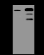 Anti-FAM123A Antibody, Rabbit Polyclonal sinobiological 204570-T40