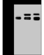 Recombinant Anti-Angiotensinogen Antibody, Rabbit Monoclonal sinobiological 50337-R001
