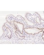 Anti-KLF6 Antibody, Rabbit Polyclonal sinobiological 207352-T10