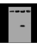 Anti-ATIC Antibody, Rabbit Polyclonal sinobiological 200451-T44