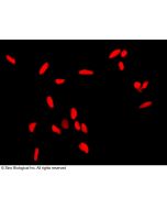 Anti-APE1/APEX1 Antibody, Rabbit Polyclonal sinobiological 100801-T46