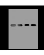 Anti-GAPDH Antibody, Mouse Monoclonal sinobiological 10094-MM13