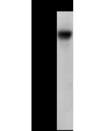 Anti-H7N9 Hemagglutinin / HA Antibody, Rabbit PAb, Antigen Affinity Purified sinobiological 40103-T62