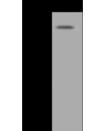Influenza A H7N7 (A/Netherlands/219/2003) Hemagglutinin / HA Antibody, Rabbit PAb, Antigen Affinity Purified sinobiological 11082-T46