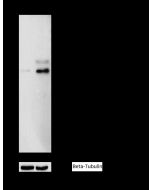 Phospho-CREB (Ser133) Antibody, Rabbit PAb, Antigen Affinity Purified sinobiological 110398-T40