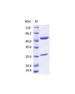 Anti-IL2R (Research Grade Basiliximab Biosimilar) sinobiological 68130-H001