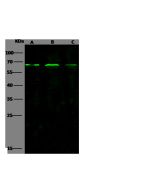 Anti-KLF4 Antibody, Rabbit Polyclonal sinobiological 100418-T36
