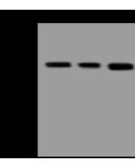 Anti-ARFGAP1 Antibody, Rabbit Polyclonal sinobiological 109652-T32