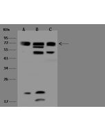 Anti-CTNNBL1 Antibody, Rabbit Polyclonal sinobiological 201300-T32