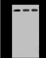 Anti-ARID3A Antibody, Rabbit Polyclonal sinobiological 203510-T36
