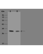 Anti-IMPA1 Antibody, Rabbit Polyclonal sinobiological 201277-T44