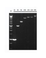 Hieff Canace™ Veritas High Fidelity Long PCR Master Mix (With Dye) _ 10166ES yeasen