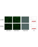Hieff™ T7 RNA polymerase (low dsRNA,250 U/μL)_ 10628ES yeasen