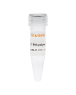 Hieff™ T7 RNA Polymerase(low dsRNA, 1000 U/μL) _ 10636ES yeasen