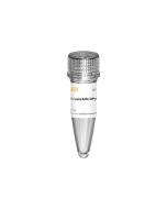 10× Capping Buffer GMP-grade _10666ES yeasen