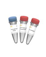 Lyophilized Bst Plus DNA Polymerase (60 U/μL, Glycerol-Free) -14405ES yeasen