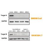 Hieff Trans™  RNAiBoost Transfection Reagent (RNAiMax alternative) _ 40807ES yeasen