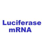 CleanRNA™ Firefly Luciferase mRNA (low dsRNA)_ N120011 yeasen
