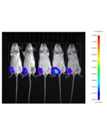 CleanRNA™ Firefly Luciferase saRNA _ N120014 yeasen