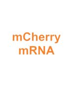 CleanRNA™ mCherry-mRNA (low dsRNA) _ N120018 yeasen