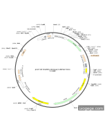 pLV3-U6-DNASE1L3(mouse)-shRNA2-Puro