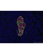 Glucagon Polyclonal antibody 15954-1-AP proteintech