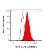 BCAT2 Polyclonal antibody 16417-1-AP proteintech