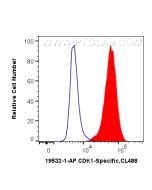 CDK1/CDC2 Polyclonal antibody 19532-1-AP proteintech