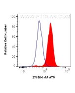 ATM Polyclonal antibody 27156-1-AP proteintech