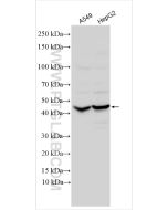 Antizyme inhibitor 1 Polyclonal antibody 30383-1-AP proteintech