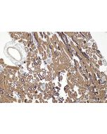 C2orf69 Polyclonal antibody 32100-1-AP proteintech