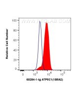 ATP5C1 Monoclonal antibody 60284-1-Ig proteintech