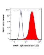 Calpastatin Monoclonal antibody 67107-1-Ig proteintech