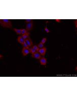 GNMT Monoclonal antibody 67294-1-Ig proteintech