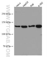 HDAC9 Monoclonal antibody 67364-1-Ig proteintech