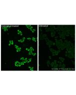 Phospho-GSK3B (Ser9) Monoclonal antibody 67558-1-Ig proteintech